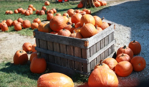 Pumpkin Patch